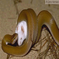 snake feeding